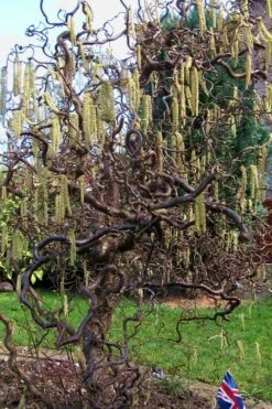 Harry Lauder's Walking Stick - Corylus Avellana 'Contorta' - 3 Gallon Pot -Botanica Tree Store Harry Lauder Walking Stick 16 1