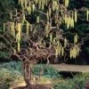 Harry Lauder's Walking Stick - Corylus Avellana 'Contorta' - 3 Gallon Pot