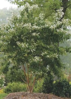 Temple Of Bloom Seven-son Flower (Heptacodium Miconioides) - 3 Pack Of Quart Pots -Botanica Tree Store Heptacodium Temple Of Bloom 3 1