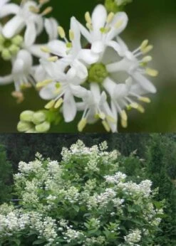 Temple Of Bloom Seven-son Flower (Heptacodium Miconioides) - 3 Pack Of Quart Pots -Botanica Tree Store Heptacodium Temple Of Bloom 5 1