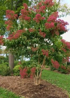 Temple Of Bloom Seven-son Flower (Heptacodium Miconioides) - 3 Pack Of Quart Pots -Botanica Tree Store Heptacodium Temple Of Bloom 8 1