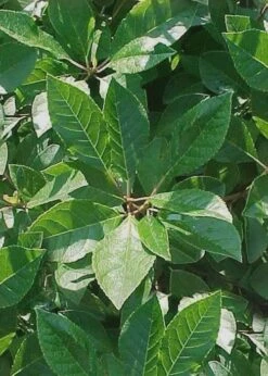 Apollo Winterberry Male Holly - 3 Gallon Pot