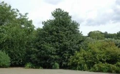 Emily Bruner Pyramidal Holly - 7 Gallon Pot (3-4') -Botanica Tree Store Holly Emily Bruner 2