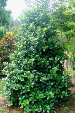 Emily Bruner Pyramidal Holly - 7 Gallon Pot (4-5') -Botanica Tree Store Holly Emily Bruner 3 1