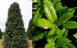 Mary Nell Holly - 6 Pack Of 1 Gallon Pots -Botanica Tree Store Holly Mary Nell