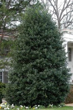 Nellie R. Stevens Holly - 7 Gallon Pot (5-6') -Botanica Tree Store Holly Nellie Stephens 10