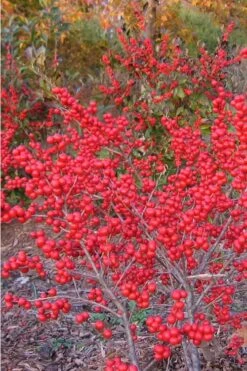 Winter Red Female Winterberry Holly - 6 Pack Of 1 Gallon Pots -Botanica Tree Store Holly Winter Red 1