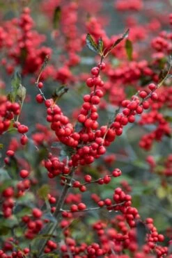 Winter Red Female Winterberry Holly - 6 Pack Of 1 Gallon Pots -Botanica Tree Store Holly Winter Red 3