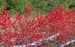 Winter Red Female Winterberry Holly - 6 Pack Of 1 Gallon Pots -Botanica Tree Store Holly Winter Red 4
