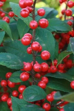 Winter Red Female Winterberry Holly - 6 Pack Of 1 Gallon Pots -Botanica Tree Store Holly Winter Red 5