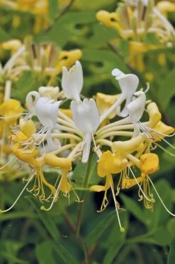 Scentsation Fragrant Yellow Honeysuckle - Lonicera Periclymenum - 1 Gallon Pot -Botanica Tree Store Honeysuckle Scentsation 1