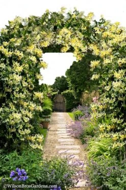 Scentsation Fragrant Yellow Honeysuckle - Lonicera Periclymenum - 1 Gallon Pot -Botanica Tree Store Honeysuckle Scentsation 10