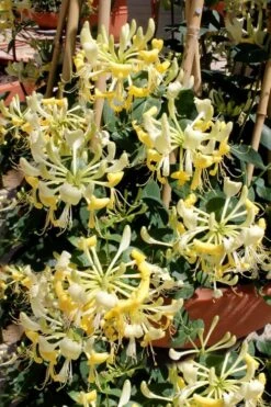 Scentsation Fragrant Yellow Honeysuckle - Lonicera Periclymenum - 1 Gallon Pot -Botanica Tree Store Honeysuckle Scentsation 2