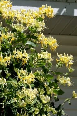 Scentsation Fragrant Yellow Honeysuckle - Lonicera Periclymenum - 1 Gallon Pot -Botanica Tree Store Honeysuckle Scentsation 3