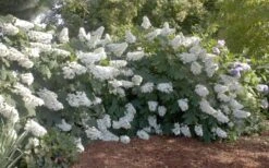 Oakleaf Hydrangea - 3 Gallon Pot -Botanica Tree Store Hydrangea Oakleaf 12