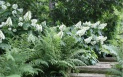 Oakleaf Hydrangea - 3 Gallon Pot -Botanica Tree Store Hydrangea Quercifolia Oakleaf 50