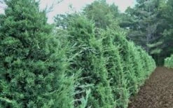 Iowa Juniper - 3 Gallon Pot -Botanica Tree Store Iowa Juniper 50