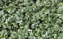 Anne Marie White Variegated Ivy (Hedera Helix) - 6 Pack Of 2.5" Pots -Botanica Tree Store Ivy Anne Marie