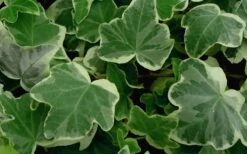 Anne Marie White Variegated Ivy (Hedera Helix) - 10 Count Flat Of Pint Pots 8 Anne Marie White Variegated Ivy (Hedera Helix) - 10 Count Flat Of Pint Pots -Botanica Tree Store Ivy Anne Marie 50 1