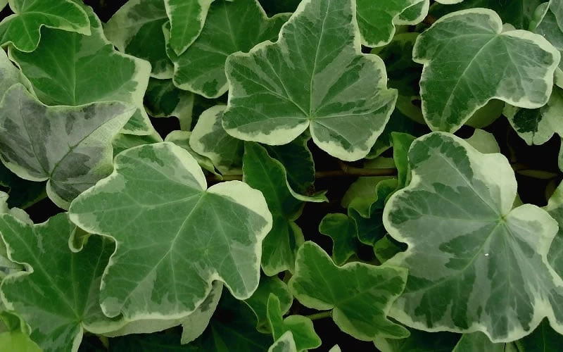 Anne Marie White Variegated Ivy (Hedera Helix) - 10 Count Flat Of Pint Pots 4 Anne Marie White Variegated Ivy (Hedera Helix) - 10 Count Flat Of Pint Pots - Image 4