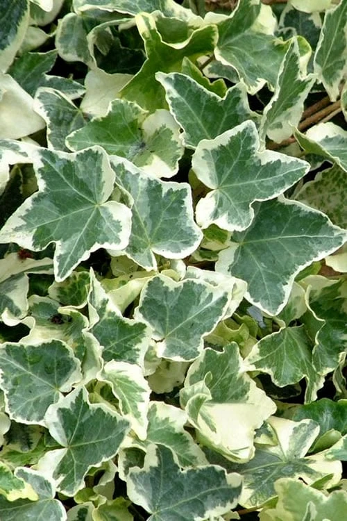 Anne Marie White Variegated Ivy (Hedera Helix) - 10 Count Flat Of Pint Pots 1 Anne Marie White Variegated Ivy (Hedera Helix) - 10 Count Flat Of Pint Pots