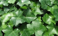 English Ivy (Hedera Helix) - 72 Pack Of 3.5" Pots -Botanica Tree Store Ivy English 1
