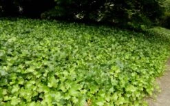 English Ivy (Hedera Helix) - 36 Pack Of 3.5" Pots 9 English Ivy (Hedera Helix) - 36 Pack Of 3.5" Pots -Botanica Tree Store Ivy English 2