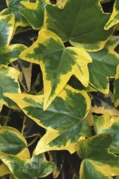 Gold Child Ivy (Hedera Helix) - 10 Pack Of Pint Pots 9 Gold Child Ivy (Hedera Helix) - 10 Pack Of Pint Pots -Botanica Tree Store Ivy Gold Child 1 1