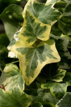 Gold Child Ivy (Hedera Helix) - 10 Pack Of Pint Pots 10 Gold Child Ivy (Hedera Helix) - 10 Pack Of Pint Pots -Botanica Tree Store Ivy Gold Child 3 1