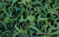 Needlepoint Ivy (Hedera Helix) - 10 Pack Of 4" Pots 8 Needlepoint Ivy (Hedera Helix) - 10 Pack Of 4" Pots -Botanica Tree Store Ivy Needlepoint 50