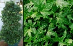 Needlepoint Ivy (Hedera Helix) - 5 Pack Of Pint Pots -Botanica Tree Store Ivy Needlepoint Combo 2