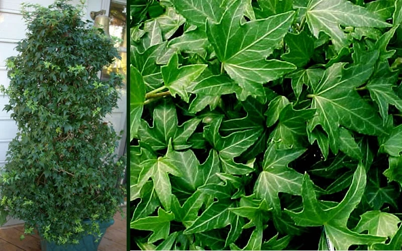 Needlepoint Ivy (Hedera Helix) - 10 Pack Of 4" Pots 5 Needlepoint Ivy (Hedera Helix) - 10 Pack Of 4" Pots - Image 5