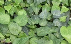 Teardrop Ivy (Hedera Helix) - 10 Pack Of Pint Pots -Botanica Tree Store Ivy Tear Drop