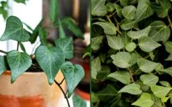 Teardrop Ivy (Hedera Helix) - 10 Pack Of Pint Pots -Botanica Tree Store Ivy Tear Drop Combo