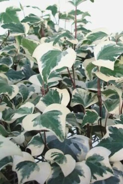 Variegated Algerian Ivy (Hedera Algeriensis 'Gloire De Marengo') - 5 Pack Of Pint Pots 10 Variegated Algerian Ivy (Hedera Algeriensis 'Gloire De Marengo') - 5 Pack Of Pint Pots -Botanica Tree Store Ivy Variegated Algerian 500x750 1