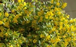 Butterscotch Yellow Jasmine (Jessamine) Gelsemium Sempervirens - 3 Gallon Pot -Botanica Tree Store Jasmine Butterscotch 51