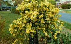 Butterscotch Yellow Jasmine (Jessamine) Gelsemium Sempervirens - 3 Gallon Pot -Botanica Tree Store Jasmine Butterscotch 52