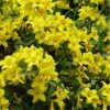 Butterscotch Yellow Jasmine (Jessamine) Gelsemium Sempervirens - 3 Gallon Pot