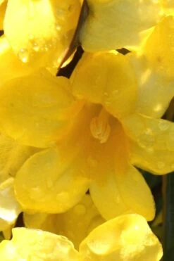 Margarita Cold Hardy Carolina Jasmine Vine (Gelsemium) - 1 Gallon Pot -Botanica Tree Store Jasmine Margarita 2