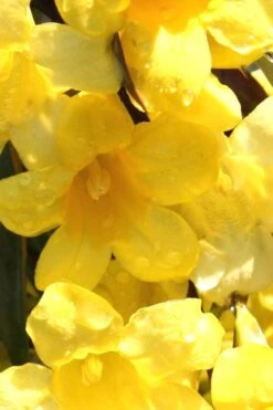 Margarita Cold Hardy Carolina Jasmine Vine (Gelsemium) - 1 Gallon Pot -Botanica Tree Store Jasmine Margarita 3