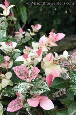 Snow N Summer Asiatic Jasmine - 15 Count Flat Of Quart Pots -Botanica Tree Store Jasmine Snow n Summer 20