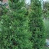 Hetzi Columnar Juniper - 3 Gallon Pot