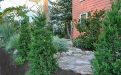 Hetzi Columnar Juniper - 1 Gallon Pot -Botanica Tree Store Juniper Hetzi Columnar Landscape 1