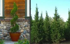 Hetzi Columnar Juniper - 3 Gallon Pot -Botanica Tree Store Juniper Hetzi Columnar Landscape 2