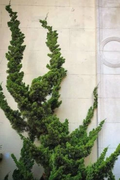 Hollywood Torulosa Juniper - 7 Gallon Pot (5-6') -Botanica Tree Store Juniper Hollywood 12