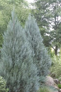 Moonglow Pyramidal Blue Juniper - 7 Gallon Pot (3-4') 9 Moonglow Pyramidal Blue Juniper - 7 Gallon Pot (3-4') -Botanica Tree Store Juniper Moonglow 4 1