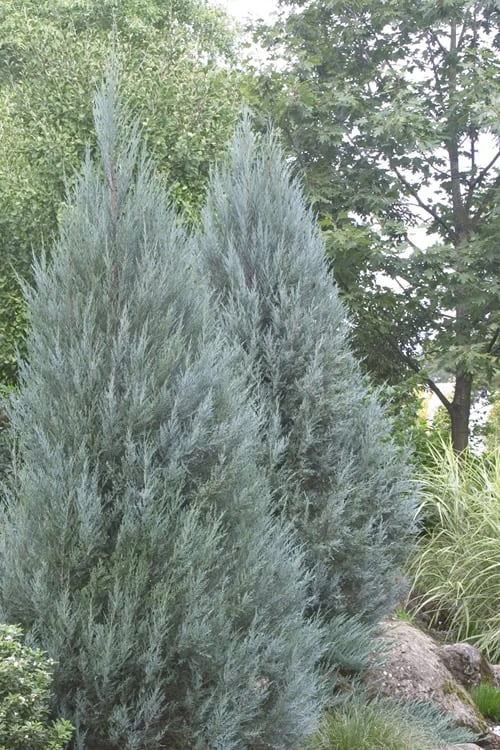 Moonglow Pyramidal Blue Juniper - 7 Gallon Pot (3-4') 5 Moonglow Pyramidal Blue Juniper - 7 Gallon Pot (3-4') - Image 5