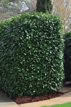 Schip Laurel (Prunus Laurocersasus 'Schipkaensis') - 3 Gallon Pot -Botanica Tree Store Laurel Schip 2