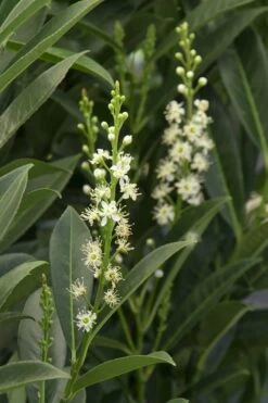 Schip Laurel (Prunus Laurocersasus 'Schipkaensis') - 3 Gallon Pot -Botanica Tree Store Laurel Schip 3