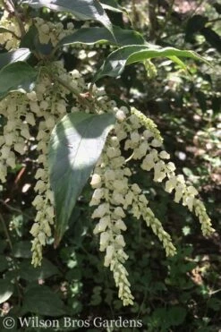 Rainbow Leucothoe (Drooping Fetterbush) - Leucothoe Fontanesiana - 3 Gallon Pot 13 Rainbow Leucothoe (Drooping Fetterbush) - Leucothoe Fontanesiana - 3 Gallon Pot -Botanica Tree Store Leucothoe Rainbow 3